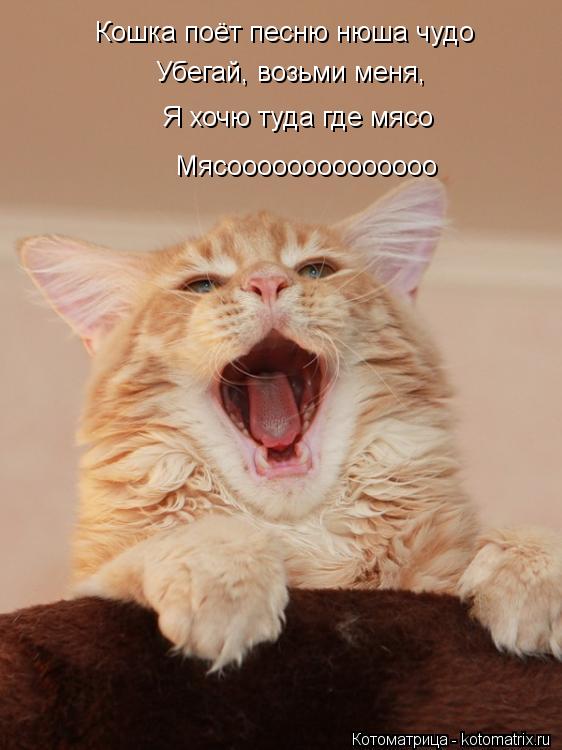Котоматрица: Кошка поёт песню нюша чудо Убегай, возьми меня,   Я хочю туда где мясо Мясоооооооооооооо