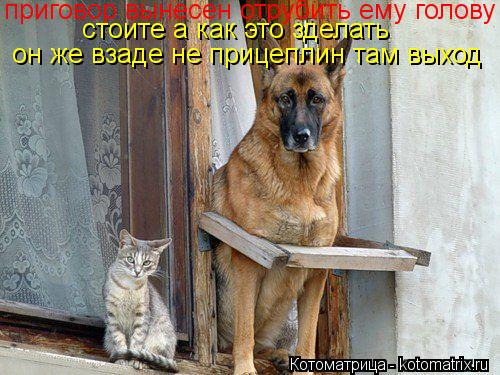 Котоматрица: приговор вынесен отрубить ему голову стоите а как это зделать он же взаде не прицеплин там выход