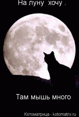 Котоматрица: На луну  хочу . Там мышь много