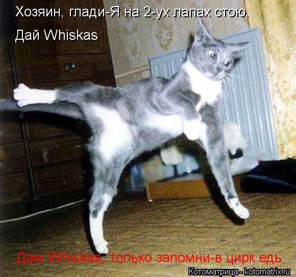 Котоматрица: Хозяин, глади-Я на 2-ух лапах стою. Дай Whiskas Дам Whiskas, только запомни-в цирк едь