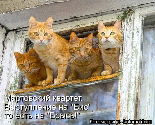 Котоматрица: Мартовский квартет.  Выступление на "Бис",  то есть на "Брысь!"
