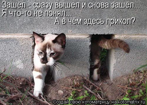 Зашёл - сразу вышел и снова зашёл... Я что-то не понял... А в чём здесь прикол?... Котоматрица: Зашёл - сразу вышел и снова зашёл... Я что-то не понял... А в чём здесь прикол?