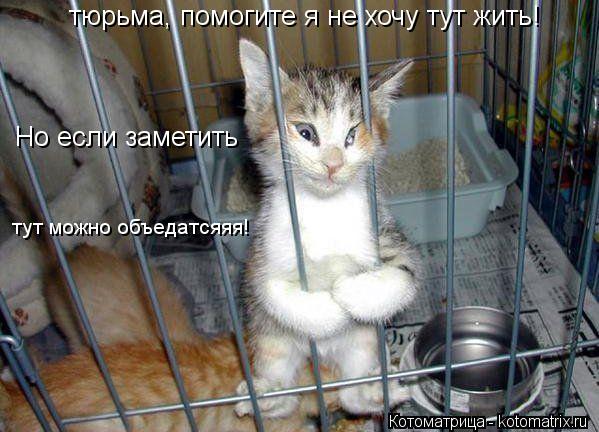Котоматрица: тюрьма, помогите я не хочу тут жить! Но если заметить тут можно объедатсяяя!