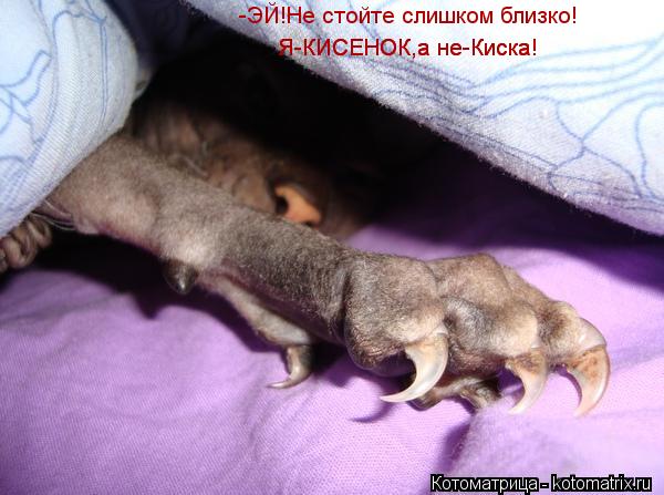 Котоматрица: -ЭЙ!Не стойте слишком близко! Я-КИСЕНОК,а не-Киска! Я-КИСЕНОК,а не-Киска!