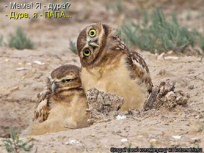 - Мама! Я - дура? - Дура, я - ПАПА...... Котоматрица: - Мама! Я - дура? - Дура, я - ПАПА...
