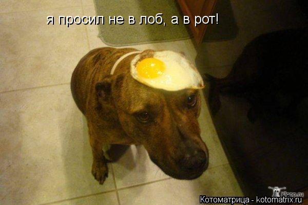 Котоматрица: я просил не в лоб, а в рот!