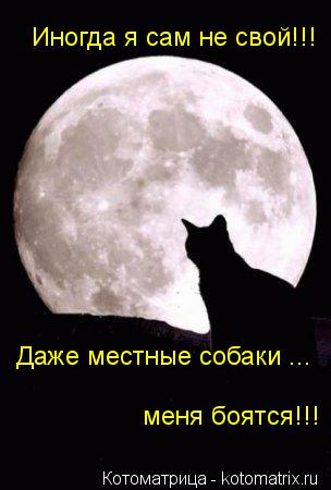 Котоматрица: Иногда я сам не свой!!! Даже местные собаки ... меня боятся!!!