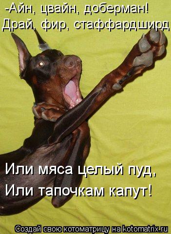 Котоматрица: -Айн, цвайн, доберман! Драй, фир, стаффардширд! Или мяса целый пуд,  Или тапочкам капут!