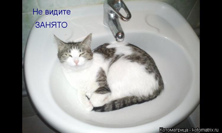 Котоматрица: Не видите  ЗАНЯТО