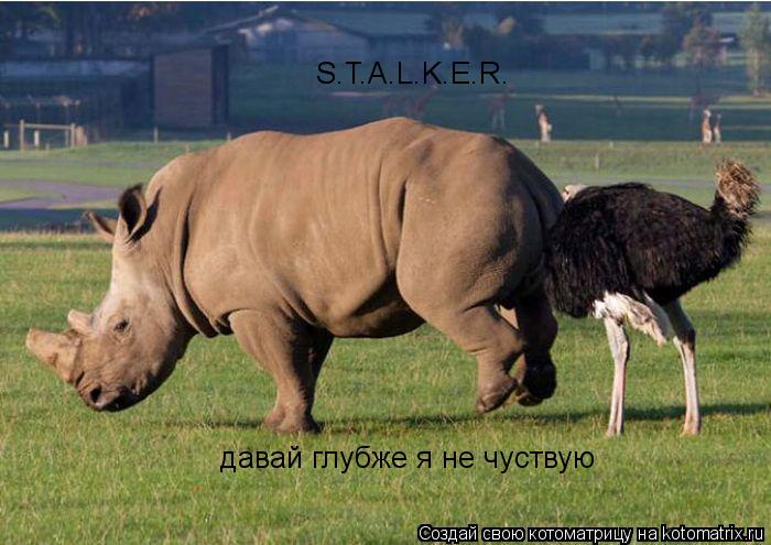 давай глубже я не чуствую S.T.A.L.K.E.R. S.T.A.L.K.E.R.... Котоматрица: давай глубже я не чуствую S.T.A.L.K.E.R. S.T.A.L.K.E.R.