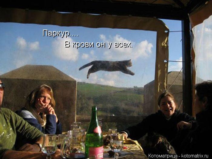 Котоматрица: Паркур.... В крови он у всех.