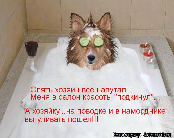 Опять хозяин все напутал... Меня в салон красоты "подкинул"... А хозяйку...на поводке и в наморднике ... Котоматрица: Опять хозяин все напутал... Меня в салон красоты "подкинул"... А хозяйку...на поводке и в наморднике выгуливать пошел!!!