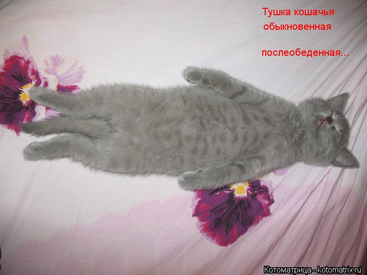 Котоматрица: Тушка кошачья обыкновенная послеобеденная...