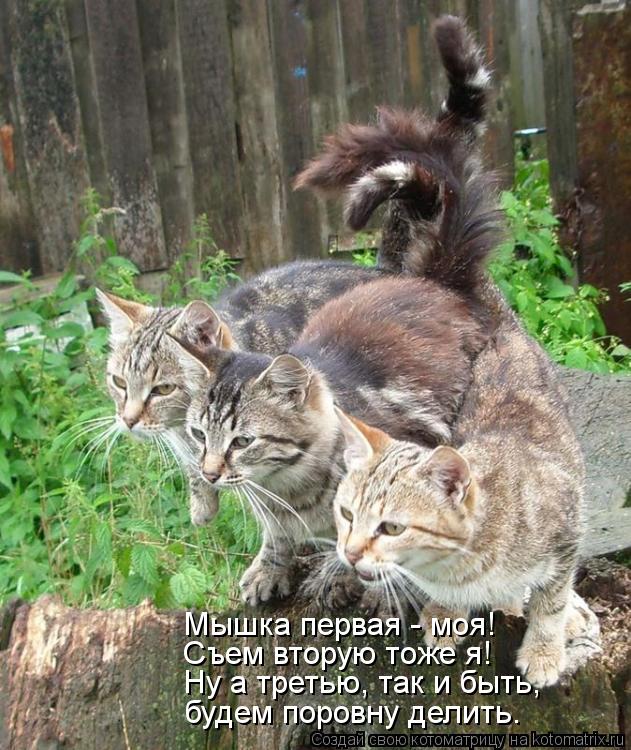 Котоматрица: Мышка первая - моя! Съем вторую тоже я! Ну а третью, так и быть, будем поровну делить.