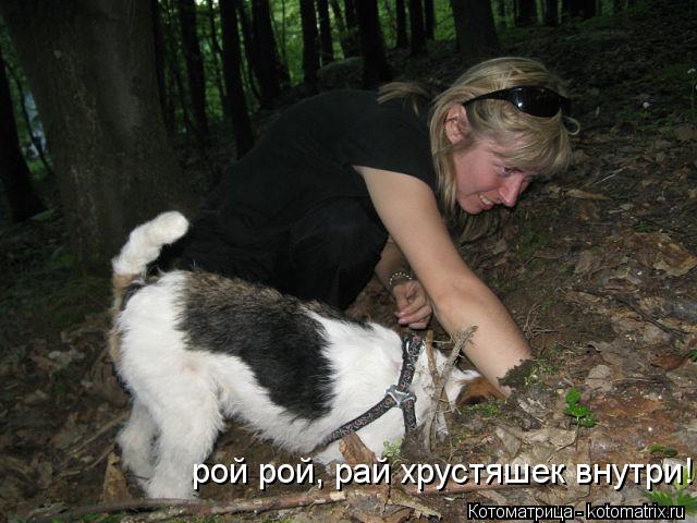 Котоматрица: рой рой, рай хрустяшек внутри!