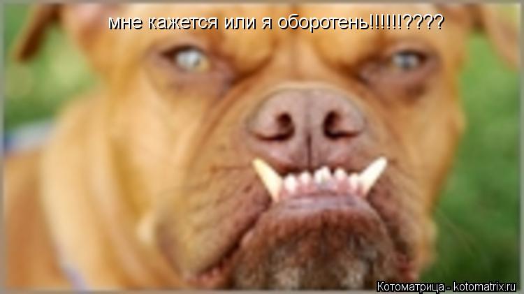 Котоматрица: мне кажется или я оборотень!!!!!!????