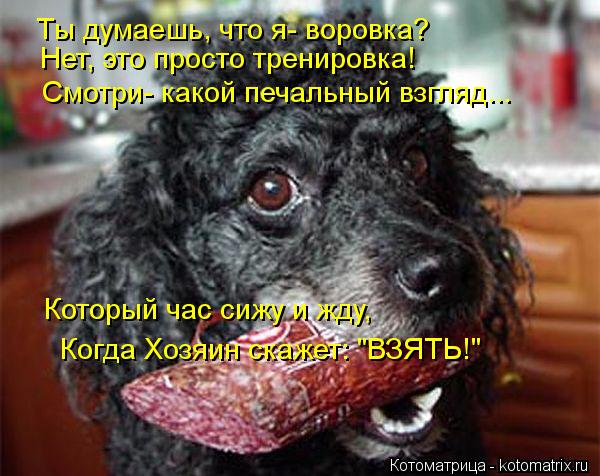 Котоматрица: Ты думаешь, что я- воровка? Нет, это просто тренировка! Смотри- какой печальный взгляд... Который час сижу и жду, Когда Хозяин скажет: "ВЗЯТЬ!"