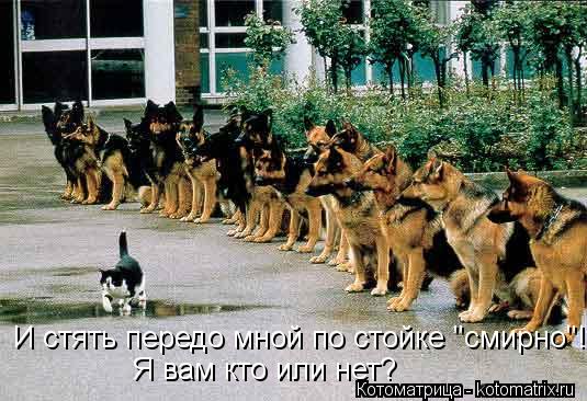 Котоматрица: И стять передо мной по стойке "смирно"! Я вам кто или нет?