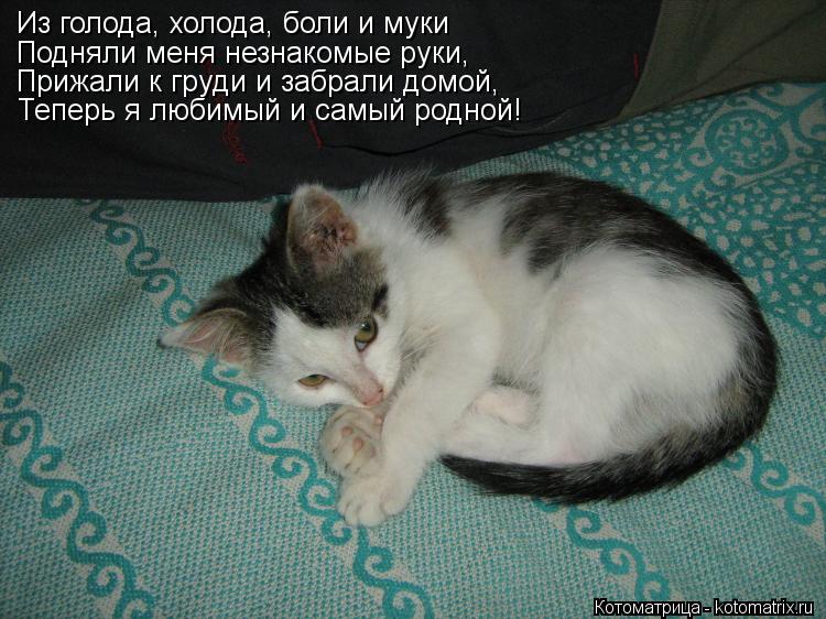 Котоматрица: Из голода, холода, боли и муки Подняли меня незнакомые руки, Прижали к груди и забрали домой, Прижали к груди и забрали домой, Теперь я любимы