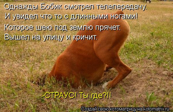 Котоматрица: Однажды Бобик смотрел телепередачу. И увидел что то с длинными ногами! Которое шею под землю прячет. Вышел на улицу и кричит. -СТРАУС! Ты где?!