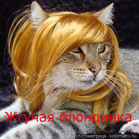 Жгучая блондинка... Котоматрица: Жгучая блондинка