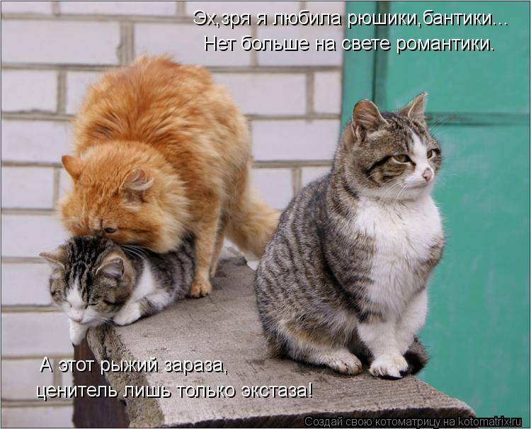 Котоматрица: Нет больше на свете романтики. Эх,зря я любила рюшики,бантики... А этот рыжий зараза, ценитель лишь только экстаза!