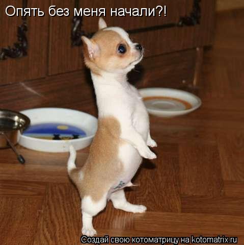 Котоматрица: Опять без меня начали?!