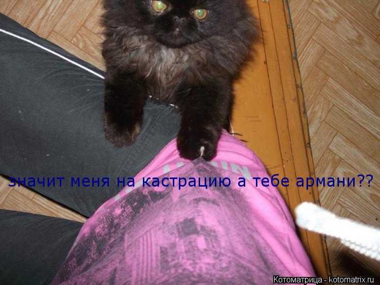 значит меня на кастрацию а тебе армани??... Котоматрица: значит меня на кастрацию а тебе армани??