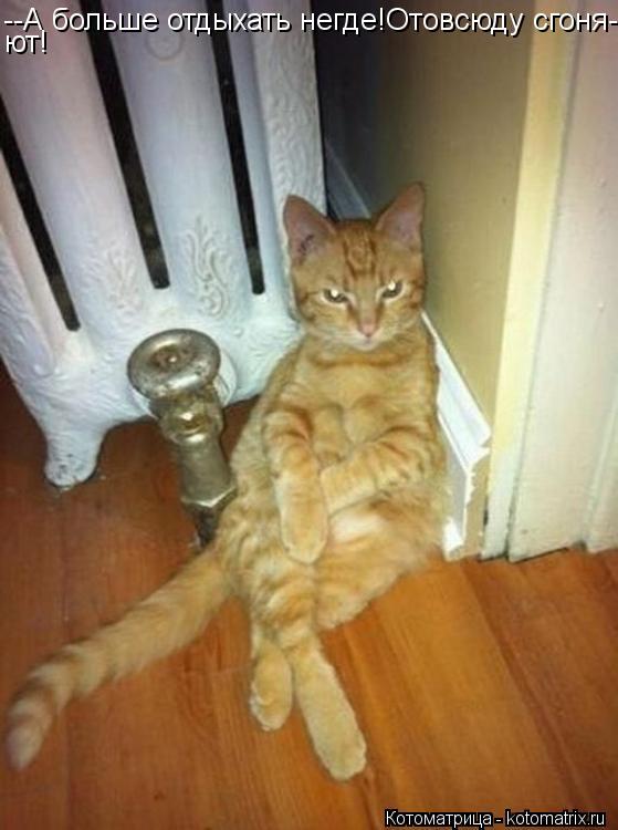 --А больше отдыхать негде!Отовсюду сгоня- ют!... Котоматрица: --А больше отдыхать негде!Отовсюду сгоня- ют!