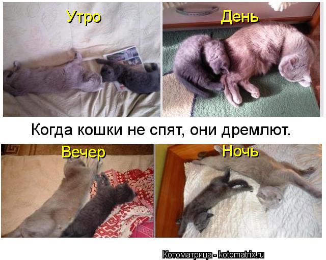 Днем спит вечером нет Днем спит вечером нет