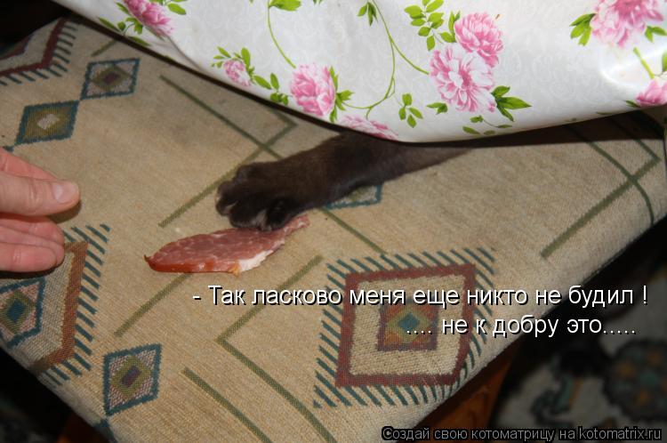 Котоматрица: - Так ласково меня еще никто не будил ! .... не к добру это.....