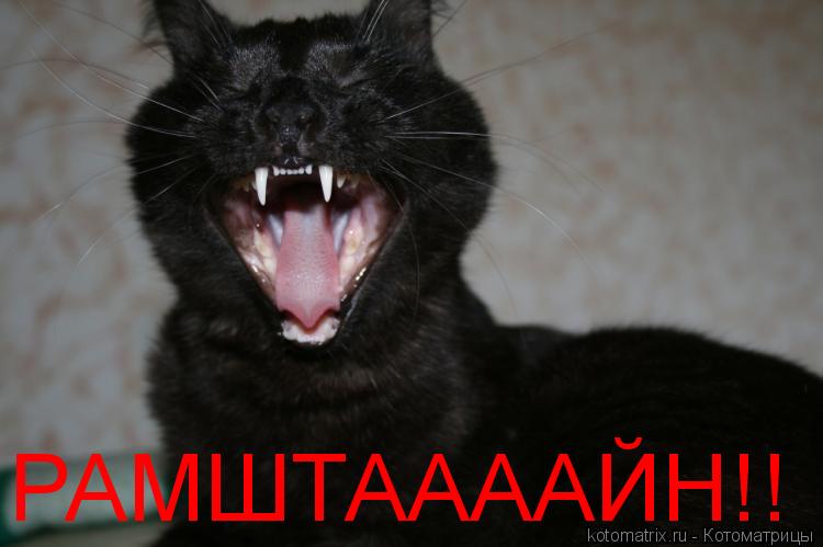 Котоматрица: РАМШТААААЙН!!