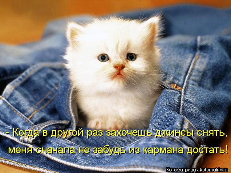 Котоматрица: - Когда в другой раз захочешь джинсы снять, меня сначала не забудь из кармана достать!
