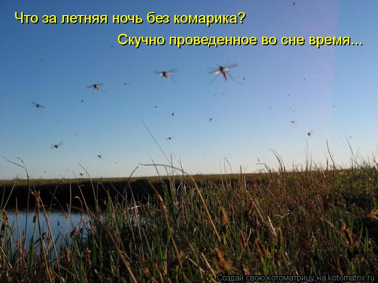 Котоматрица: Что за летняя ночь без комарика? Скучно проведенное во сне время...