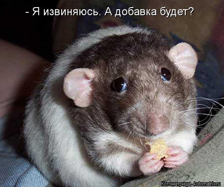 Котоматрица: - Я извиняюсь. А добавка будет?
