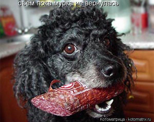 Котоматрица: съем пока мурка не вернулась