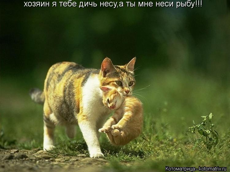 Котоматрица: хозяин я тебе дичь несу,а ты мне неси рыбу!!!
