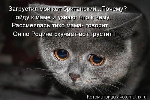 Котоматрица: Загрустил мой кот британский...Почему? Пойду к маме и узнаю: что к чему.... Рассмеялась тихо мама- говорит: Он по Родине скучает-вот грустит!!