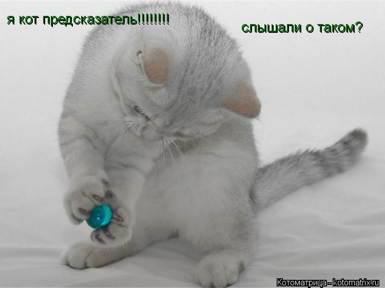Котоматрица: я кот предсказатель!!!!!!!! слышали о таком?