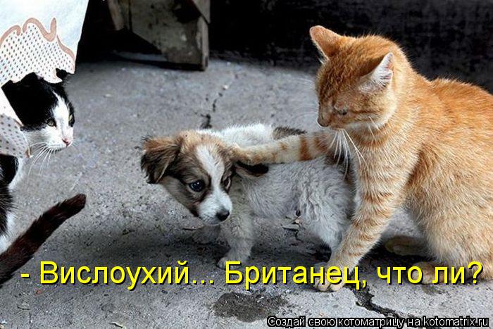 Котоматрица: - Вислоухий... Британец, что ли?