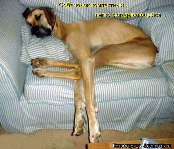 Котоматрица: Собачонок компактный... легко складывающийся...