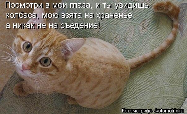 Котоматрица: Посмотри в мои глаза, и ты увидишь: колбаса, мою взята на храненье,  а никак не на съедение!