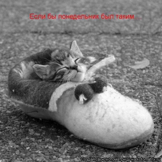 Если бы понедельник был таким....... Котоматрица: Если бы понедельник был таким....