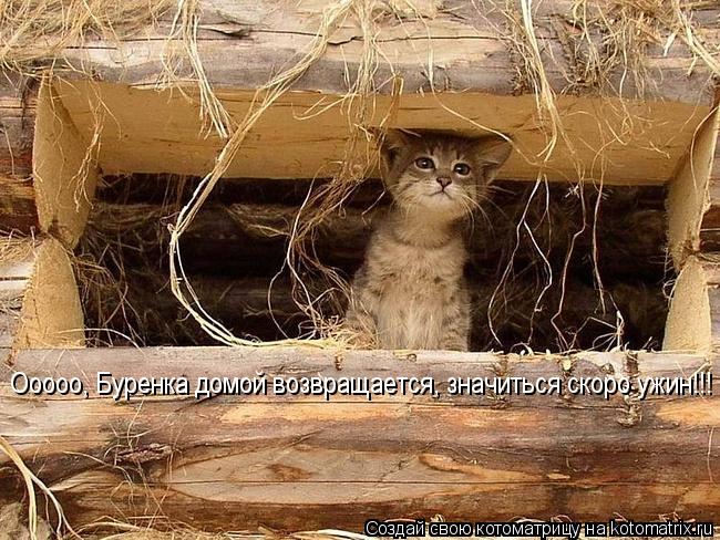 Котоматрица: Ооооо, Буренка домой возвращается, значиться скоро ужин!!!