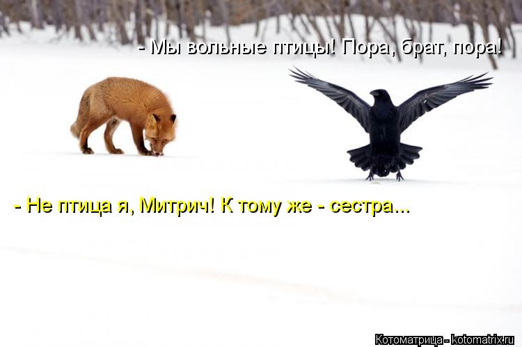 - Мы вольные птицы! Пора, брат, пора! - Не птица я, Митрич! К тому же - сестра...... Котоматрица: - Мы вольные птицы! Пора, брат, пора! - Не птица я, Митрич! К тому же - сестра...