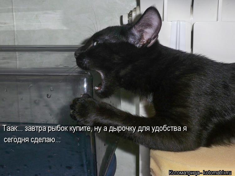 Котоматрица: Таак... завтра рыбок купите, ну а дырочку для удобства я сегодня сделаю...