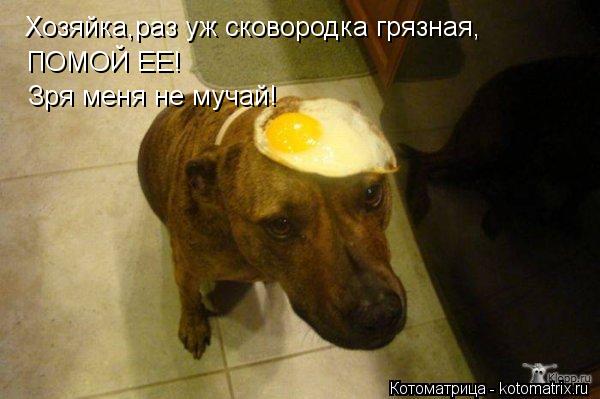 Котоматрица: Хозяйка,раз уж сковородка грязная, Зря меня не мучай! ПОМОЙ ЕЕ!