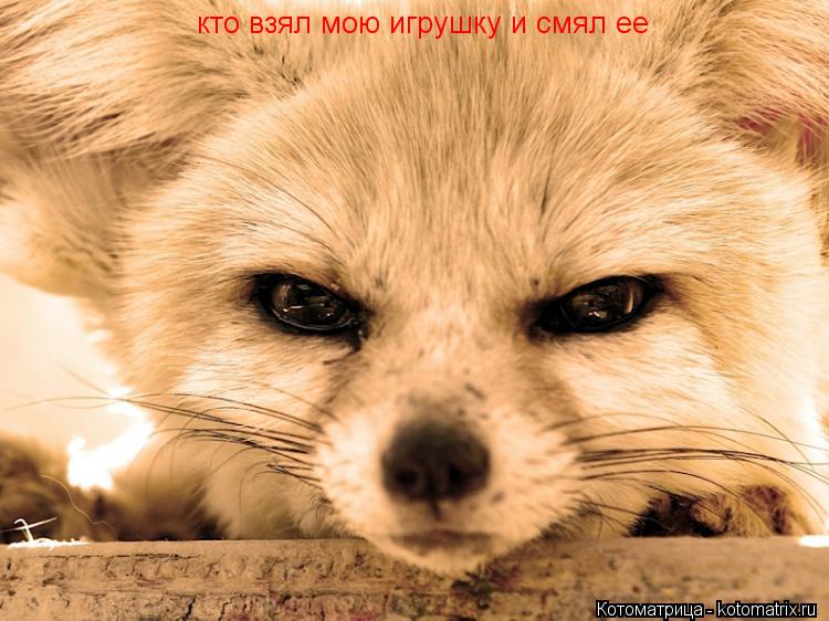 Котоматрица: кто взял мою игрушку и смял ее