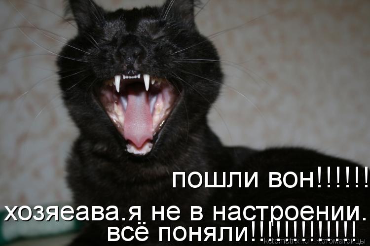 Котоматрица: пошли вон!!!!!! хозяеава.я не в настроении. всё поняли!!!!!!!!!!!!!