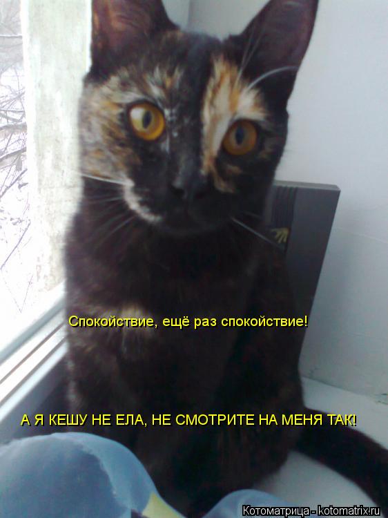 Котоматрица: Спокойствие, ещё раз спокойствие! А Я КЕШУ НЕ ЕЛА, НЕ СМОТРИТЕ НА МЕНЯ ТАК!